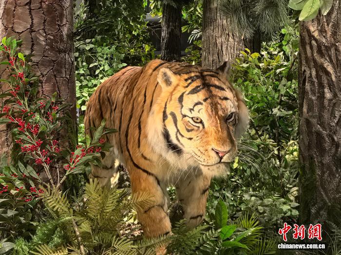 想了解更多自主研发的视频流技术，确保流畅无卡顿的观赛体验。相关内容，尽在V体育。 - V体育